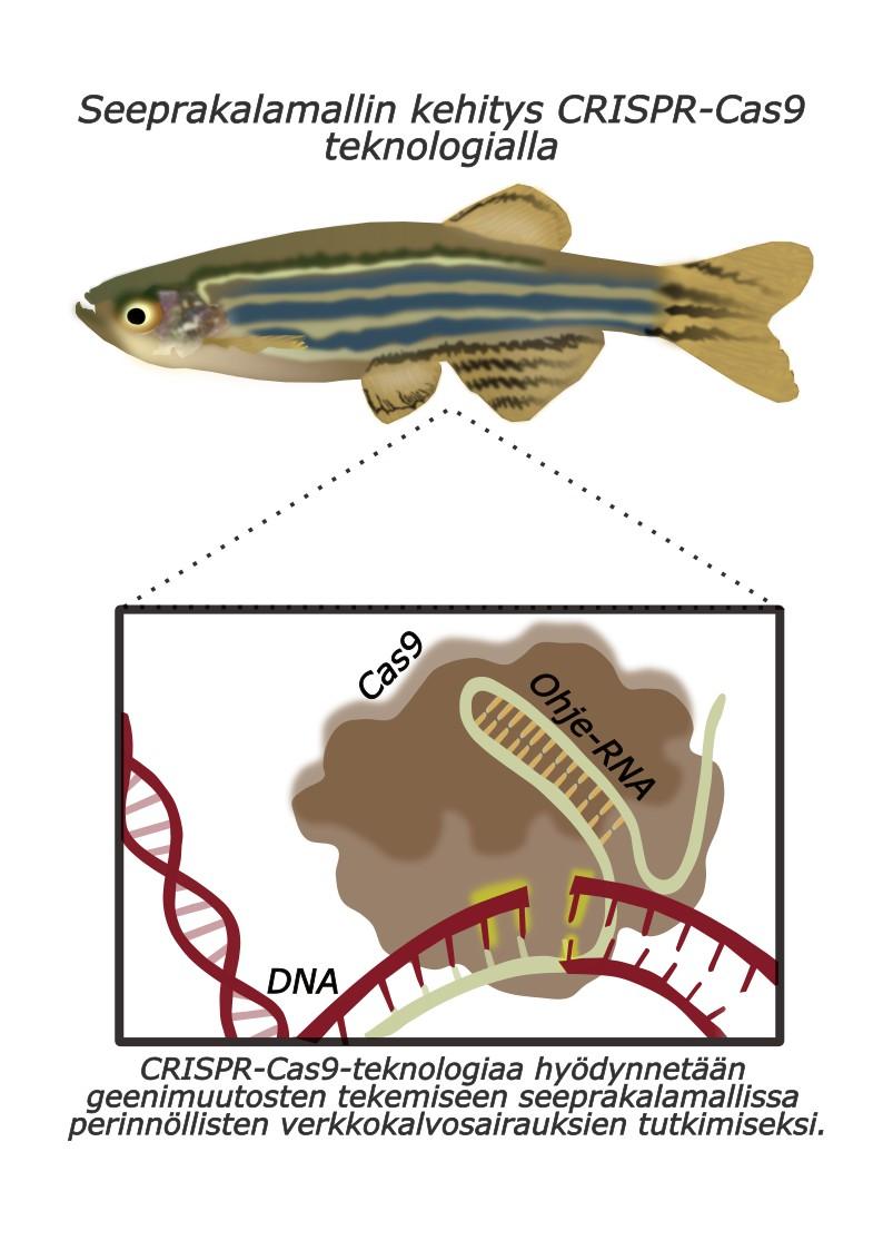 Kuvan yläosassa on raidallinen seeprakala. Sen alla on havainnollistava piirros CRISPR-Cas9-teknologian toiminnasta. Piirroksessa näkyy Cas9-entsyymi, ohje-RNA ja DNA-ketju. Kuvassa Cas9 ja ohje-RNA tunnistavat DNA:sta tietyn kohdan, johon geenimuutos voidaan tehdä. Yläosassa on teksti: "Seeprakalalallin kehitys CRISPR-Cas9 teknologialla". Alapuolella lukee: "CRISPR-Cas9-teknologiaa hyödynnetään geenimuutosten tekemiseen seeprakalamallissa perinnöllisten verkkokalvosairauksien tutkimiseksi."